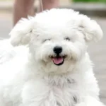 how to sell a bichon frise in albany ny