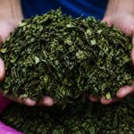 Saudi Border Guards Seize 240 Kilograms of Khat in Asir and Jazan