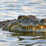 AI-Crocodile-Photo-Sparks-Panic-And-Legal-Trouble-In-Singapore
