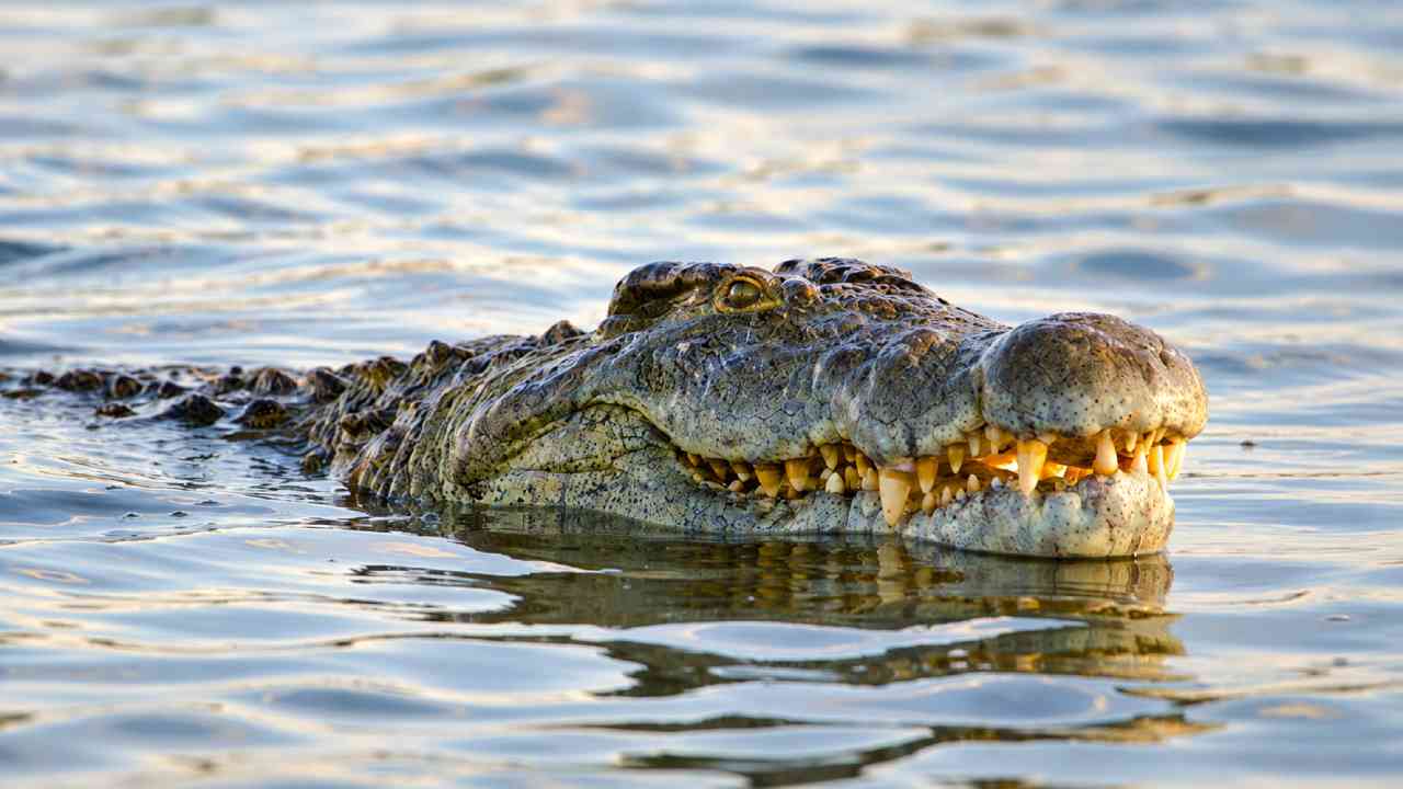 AI-Crocodile-Photo-Sparks-Panic-And-Legal-Trouble-In-Singapore
